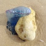 Las carabelas portuguesas desembarcan en las playas de Cádiz.