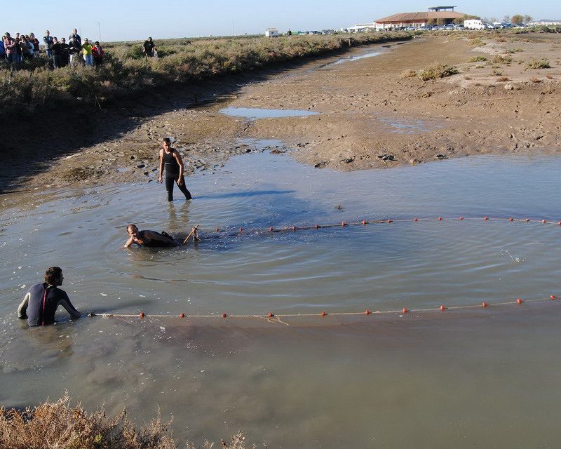 Despesque y almuerzo en estero de Salinas de Chiclana