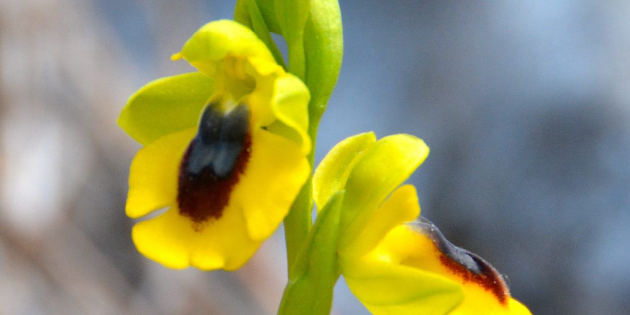 Orquídeas silvestres de la Sierra de Grazalema.