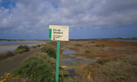 Una inmersión en el Parque Natural de la Bahía de Cádiz: el río Arillo