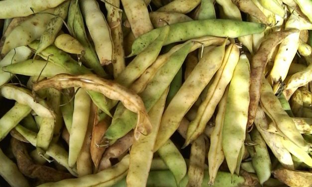 Pochas y atún en el Txoko.