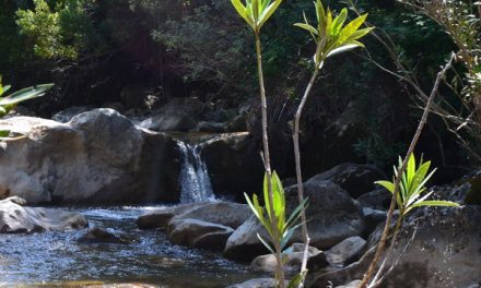 Senderismo por la Sierra de Cádiz