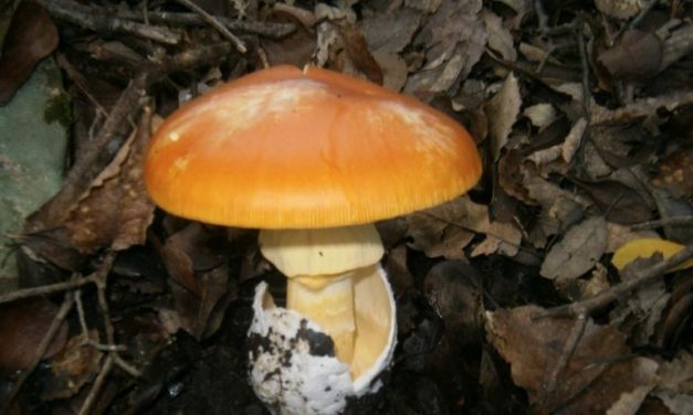 Setas y prehistoria en Los Alcornocales