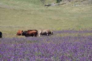 visita-dehesa-ganadería-euskádiz