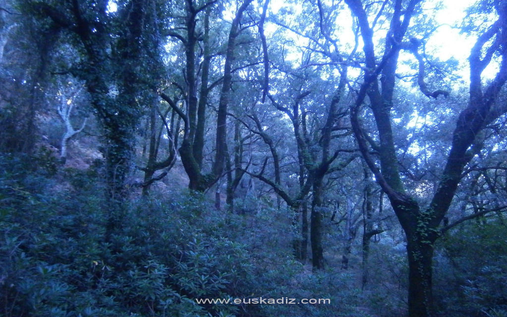 El bosque encantado. La Sauceda.