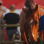 carreras-sanlucar-euskadiz