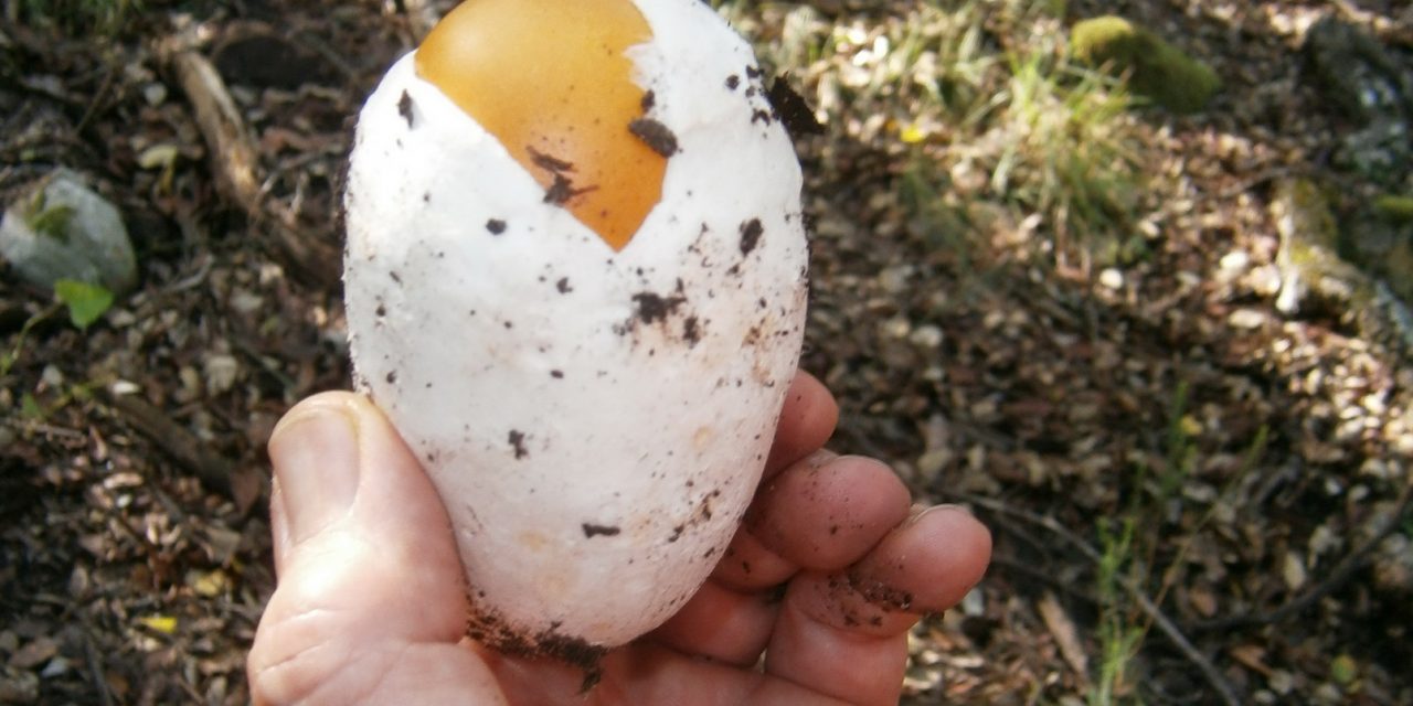 Amanita de los césares con manzana.