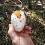 Amanita de los césares con manzana.