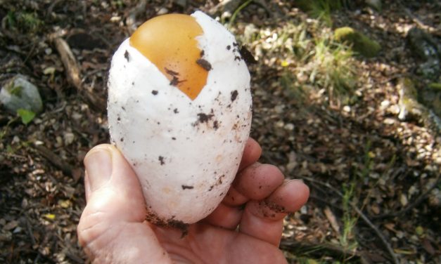 Amanita de los césares con manzana.