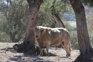 dehesa-ganadería-brava