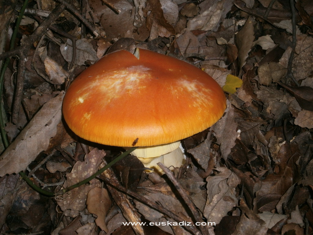 Amanita Caesarea o yema.