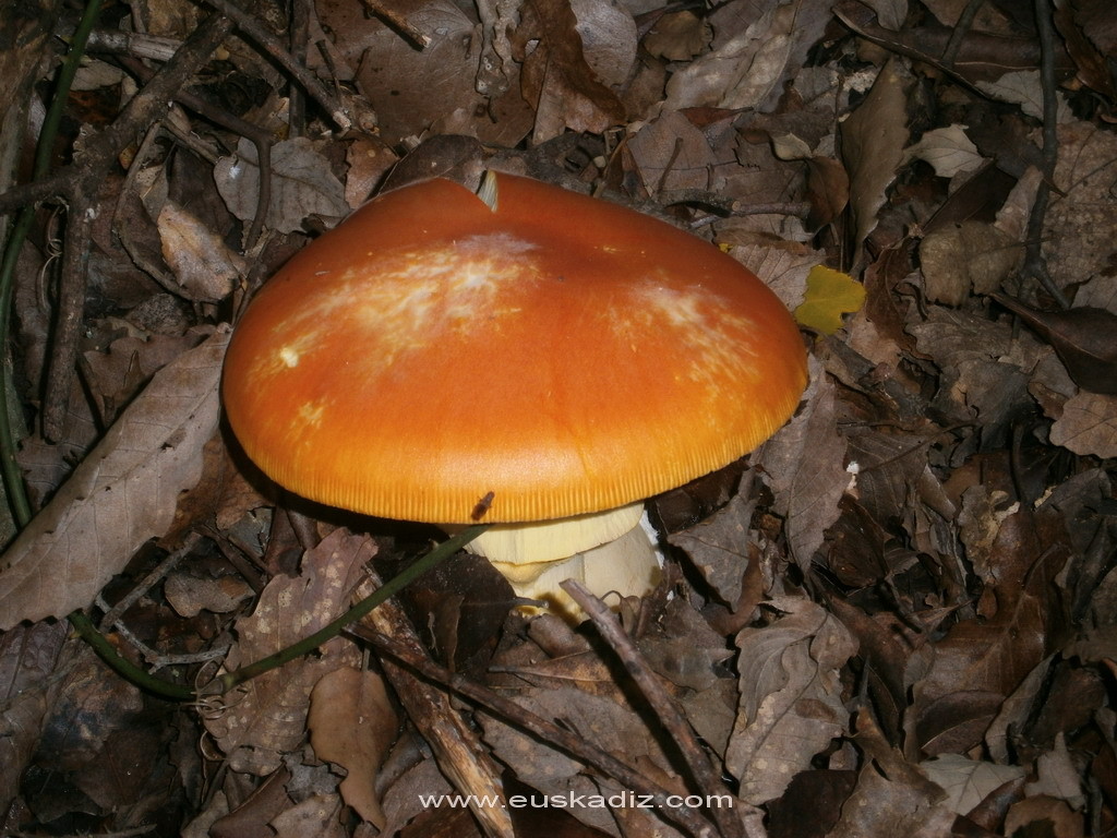 La amanita caesarea en el bosque.