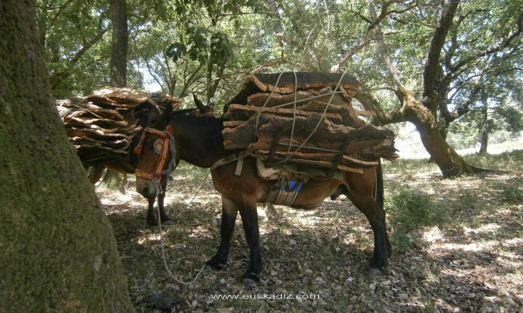 La reata de mulas con la carga.
