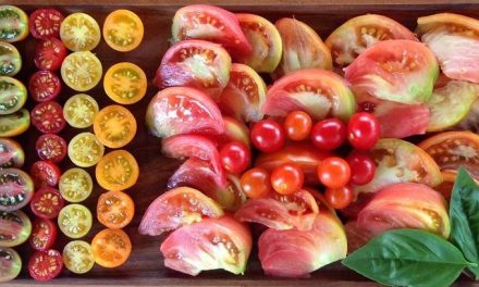 ¡Aquí hay tomate! Del «tomate del país» al «tomate del terreno».