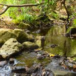 La última selva de Europa está en Tarifa.