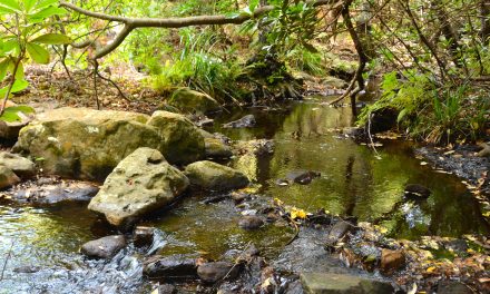 La última selva de Europa está en Tarifa.