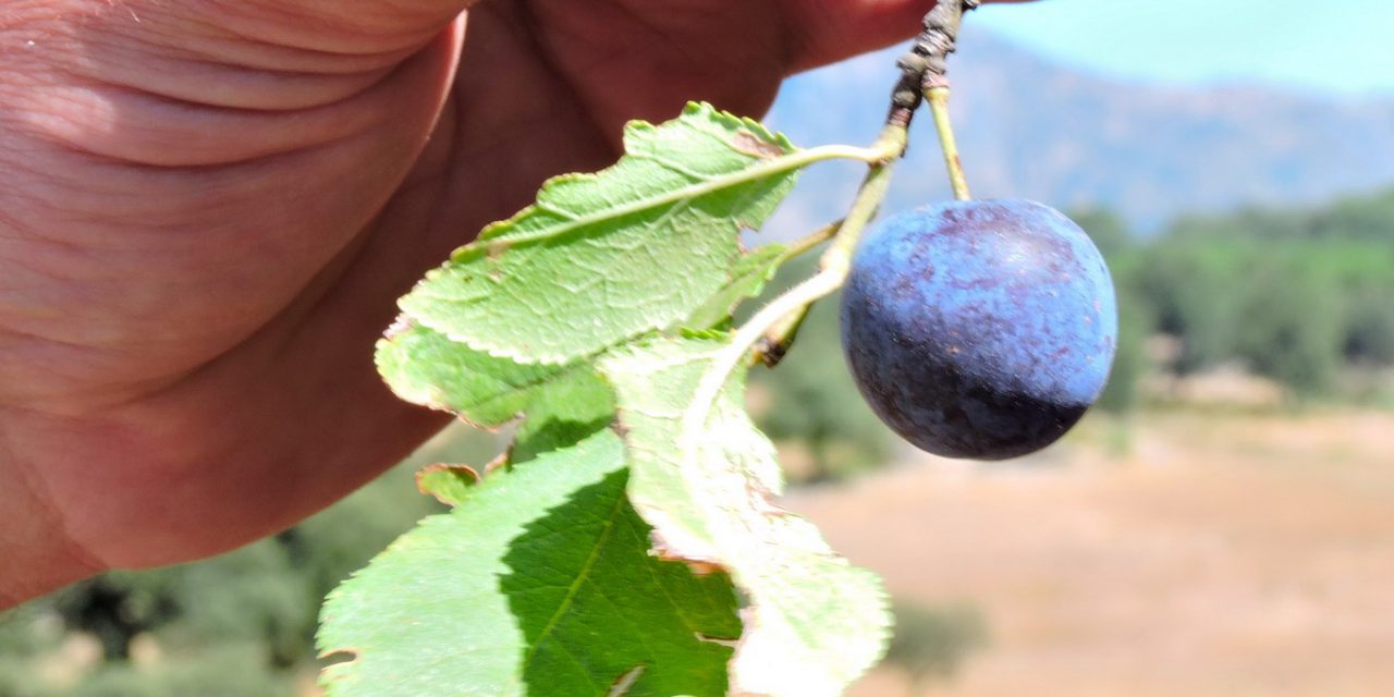 Patxarán de la Sierra de Cádiz.