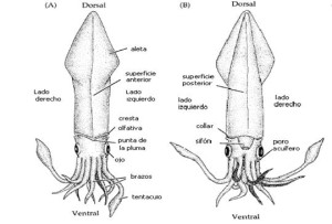 morfologia-txipiron-euskadiz